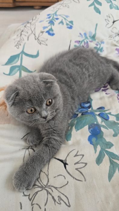 Kotka brytyjska zwisłoucha