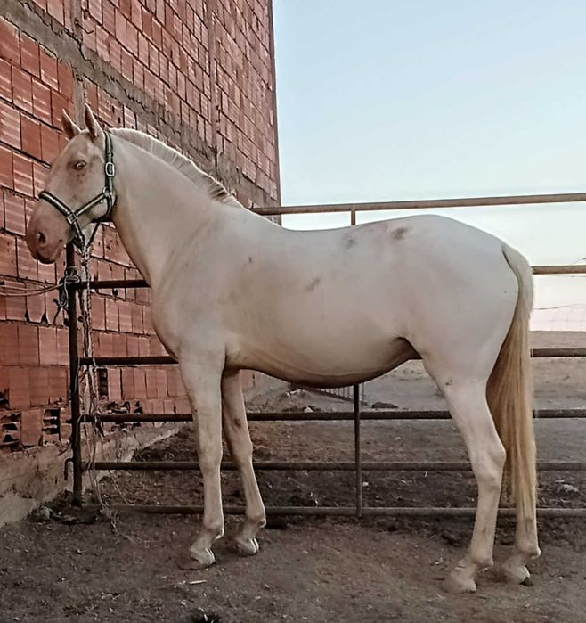 Vendo égua Izabel e poldro albino caramelo