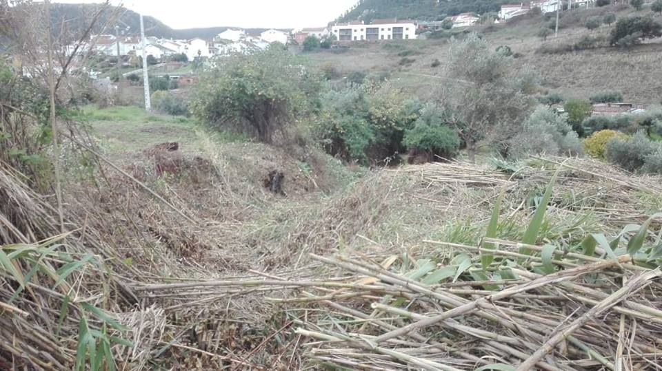 Limpeza de terrenos / lavoura e preparação de terrenos/Abate Árvores