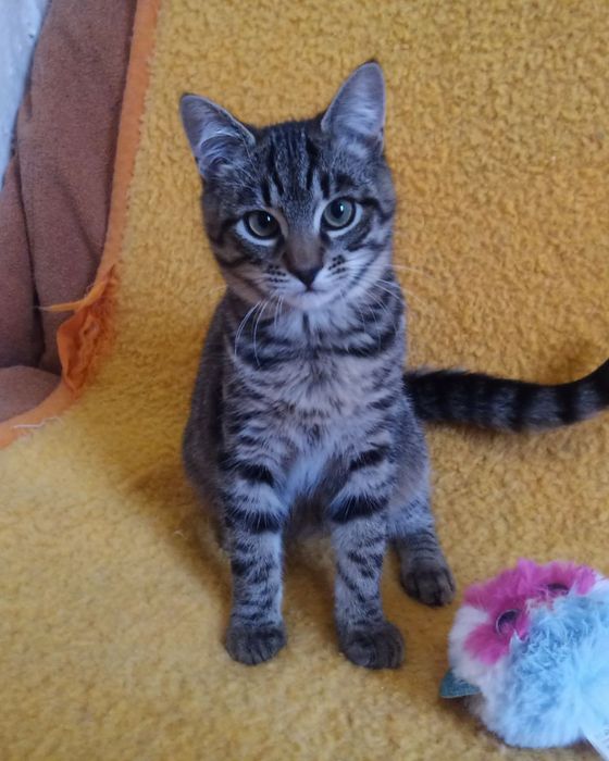Полосатый котёнок мальчик табби ищет дом! Котята в хорошие руки!