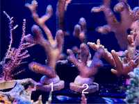 Stylopora milka - akwarium morskie