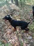 Doberman czarny podpalany