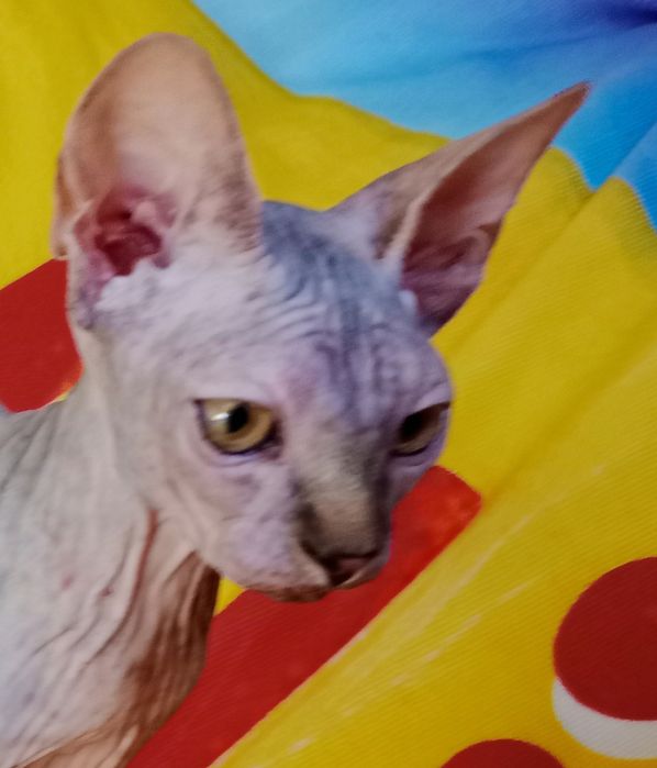 Дівчинка сфінкс канадка,контактна,дуже лагідна.Ткрміново!!