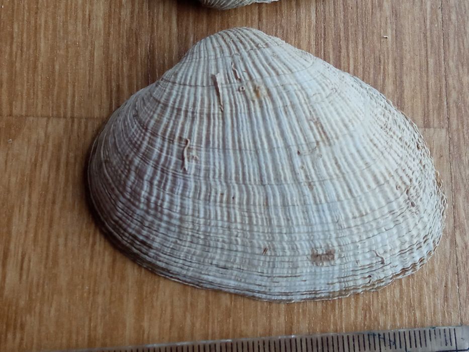 Muszle morskie ozdobna akwariowe 7 cm Muszla morska akwariowa