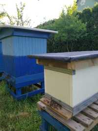 Odkład Pszczoły Buckfast Ramka Wielkopolska