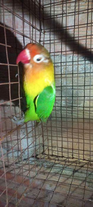 Fisher  para cedencia