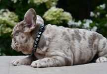 Buldog francuski  merle