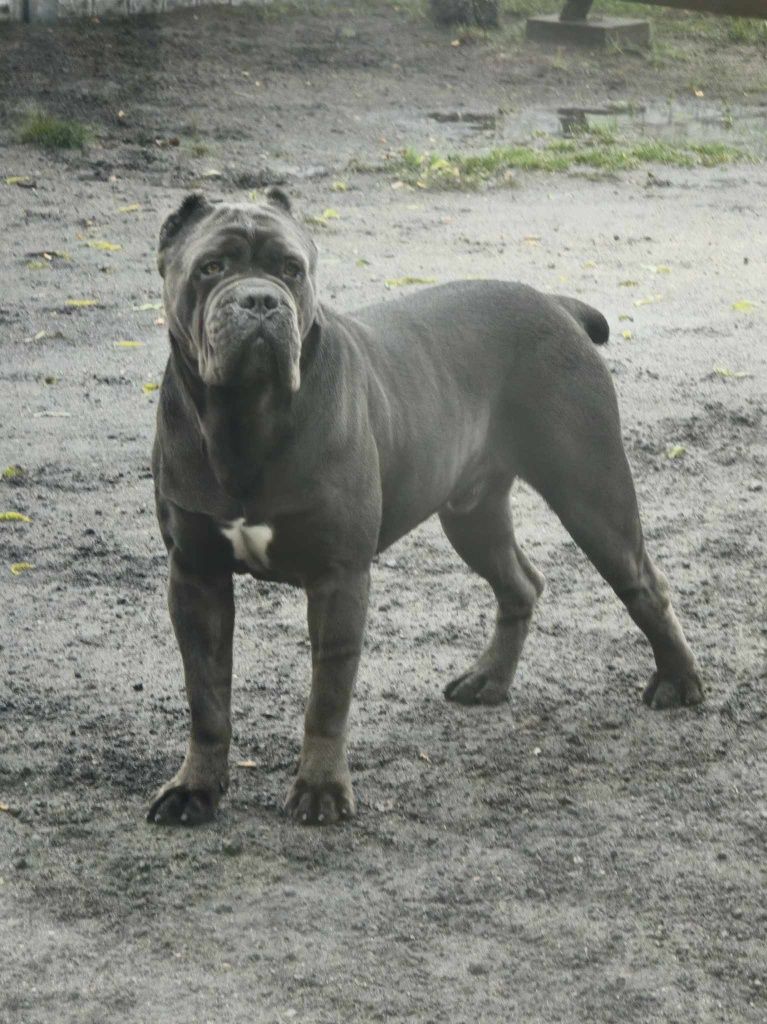 Cane Corso Italiano Sunia