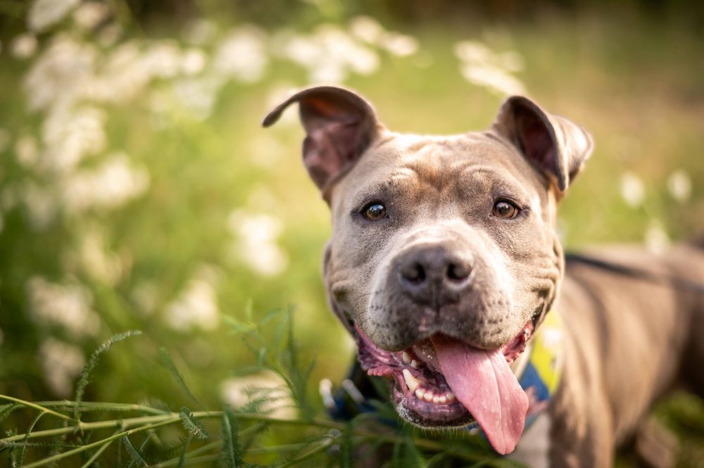 Sunia amstaff Lara do dobrego domu