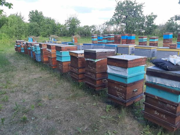 Продаж та доставка Бджолопакетів
