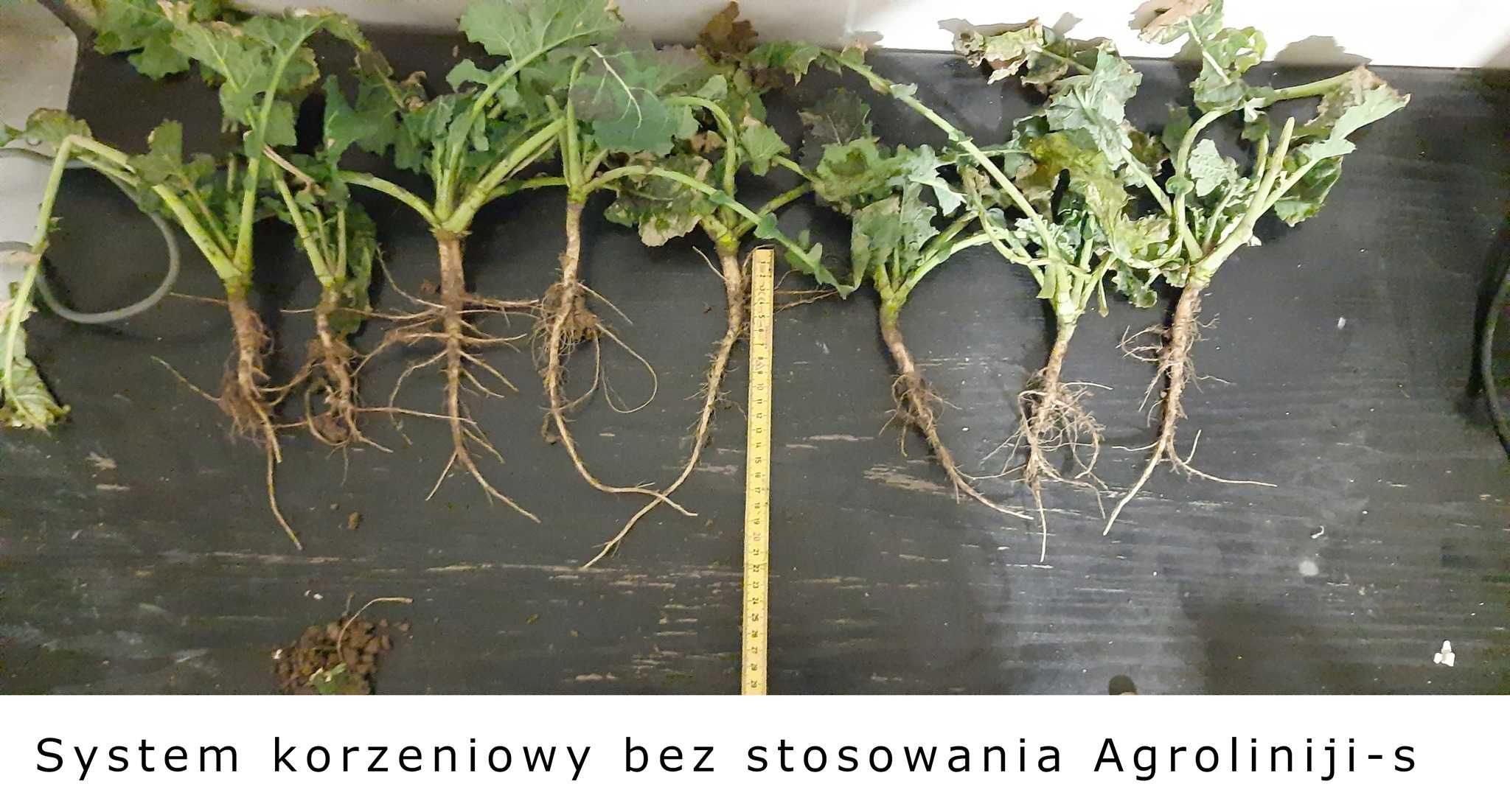 AGROLINIJA-S  Humus 25L na 10ha Trawy Zboża KONCENTRAT 8-10hA