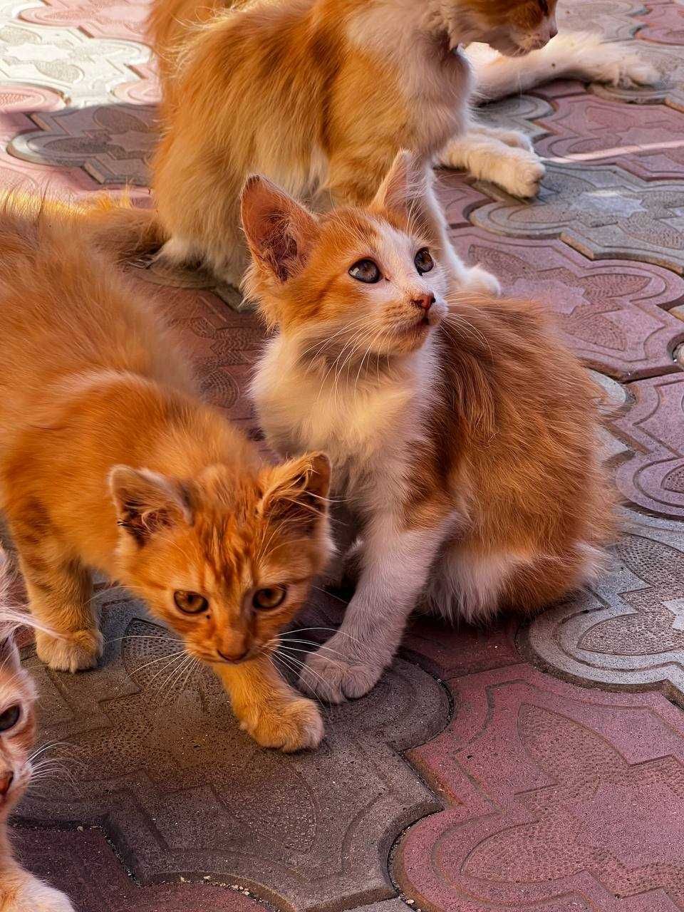 Віддам Котиків в добрі руки