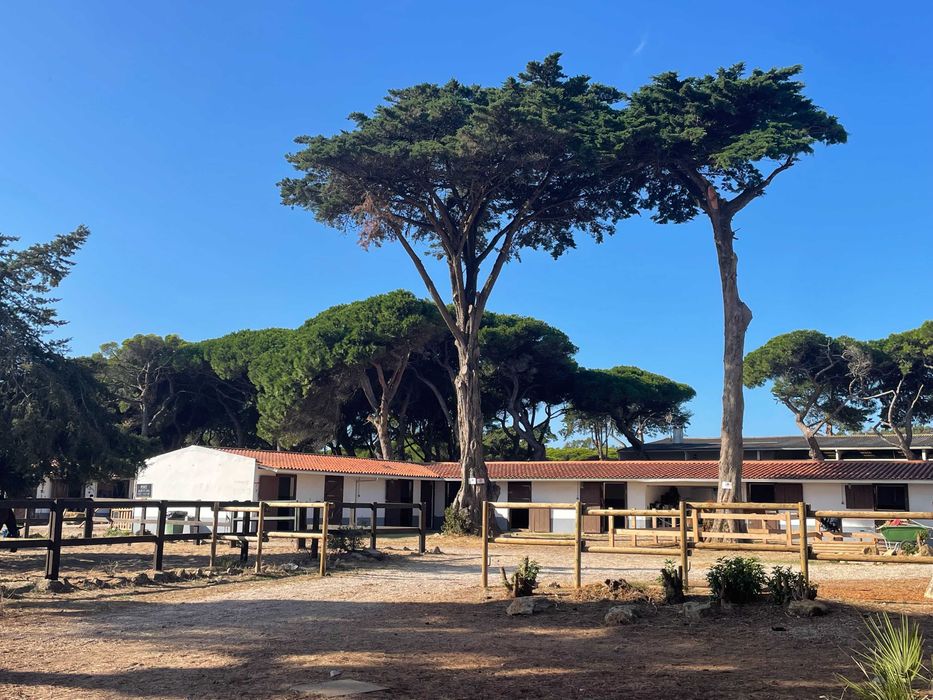 Horse livery boxes available - Quinta da Marinha, Cascais