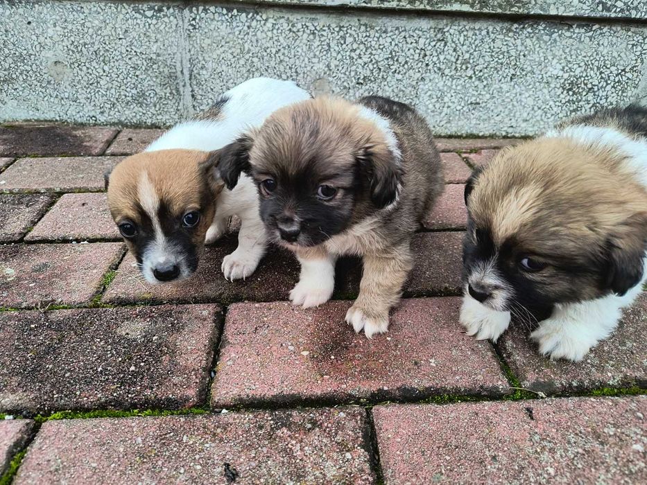 Oddam Szczeniaki w dobre ręce