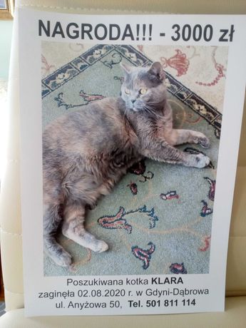 Nadal poszukiwana kotka Klara