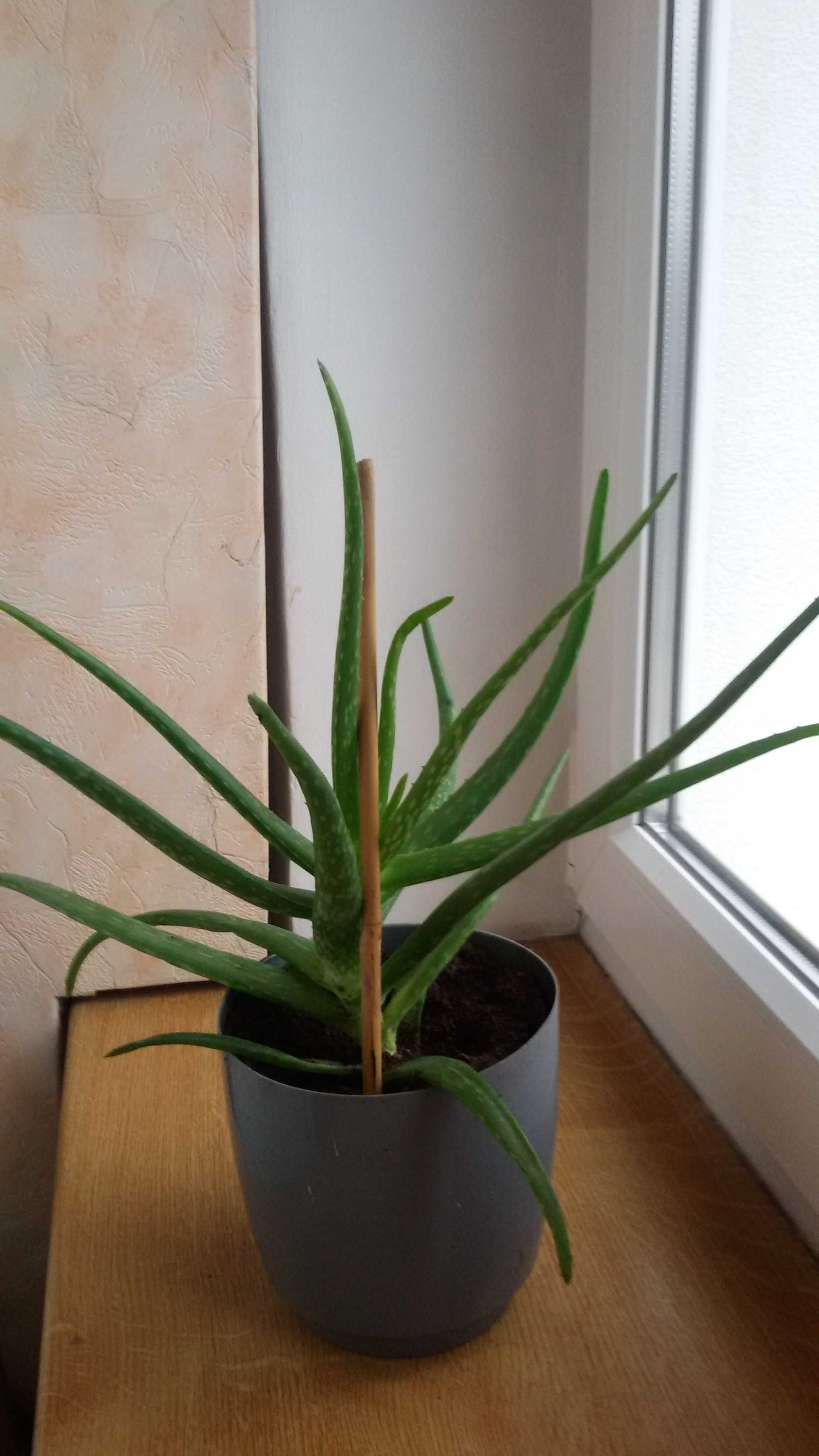 Aloes leczniczy roślina doniczkowa, 2 szt.