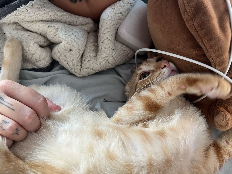 Gato laranja adoção