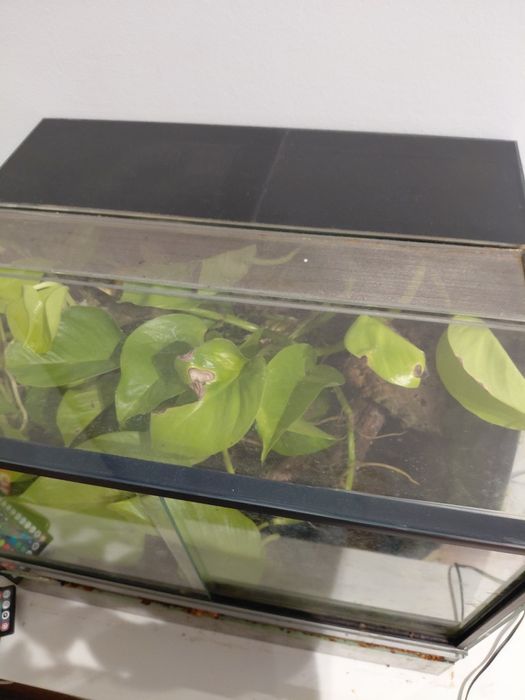 Terrarium dla gekona