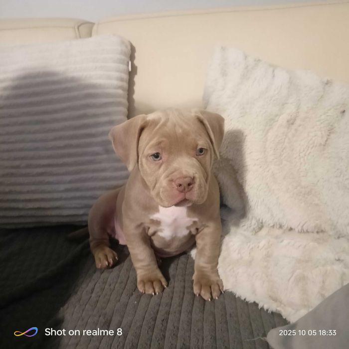 American Bully ABKC  lilak ,pocket gotowe do odbioru