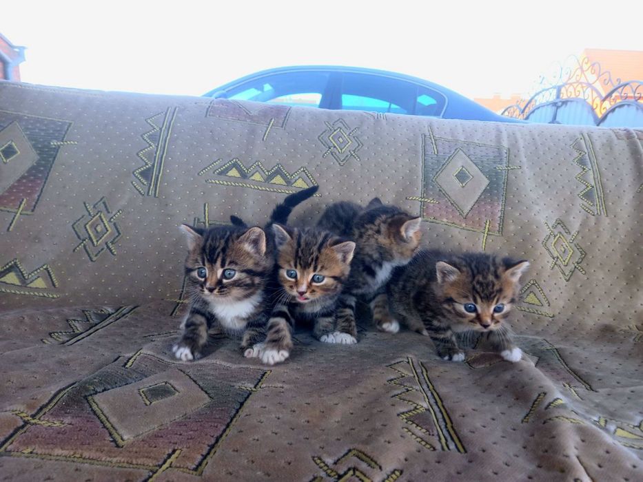 маленькі кошенятя