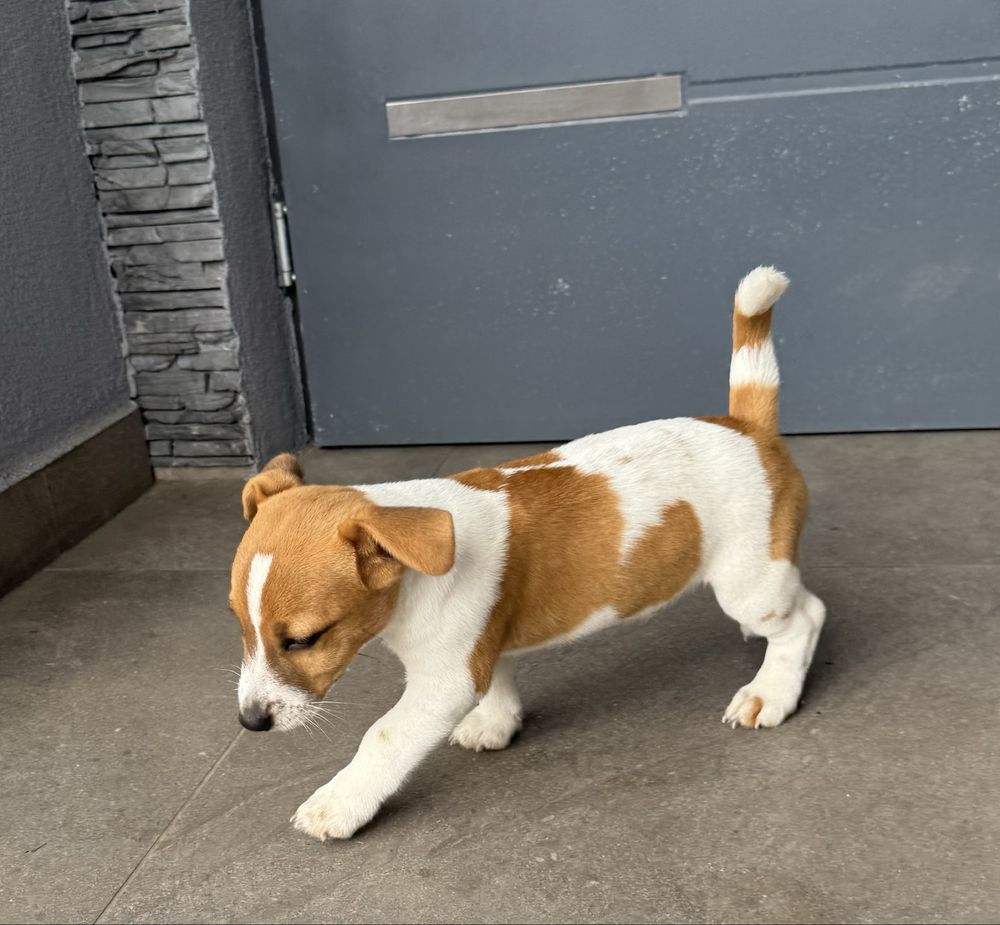 Jack russell terrier piesek