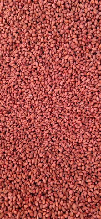 Pszenica ozima wilejka