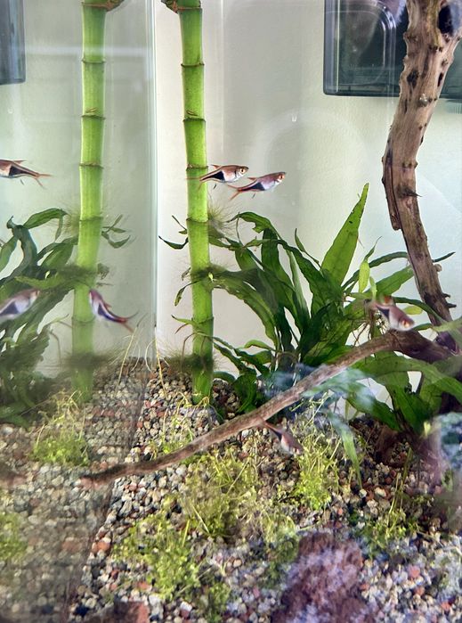 Vendo Rasbora Arlequim (cardume de 6 )
