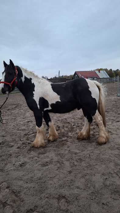 Ogier tinker stanówka