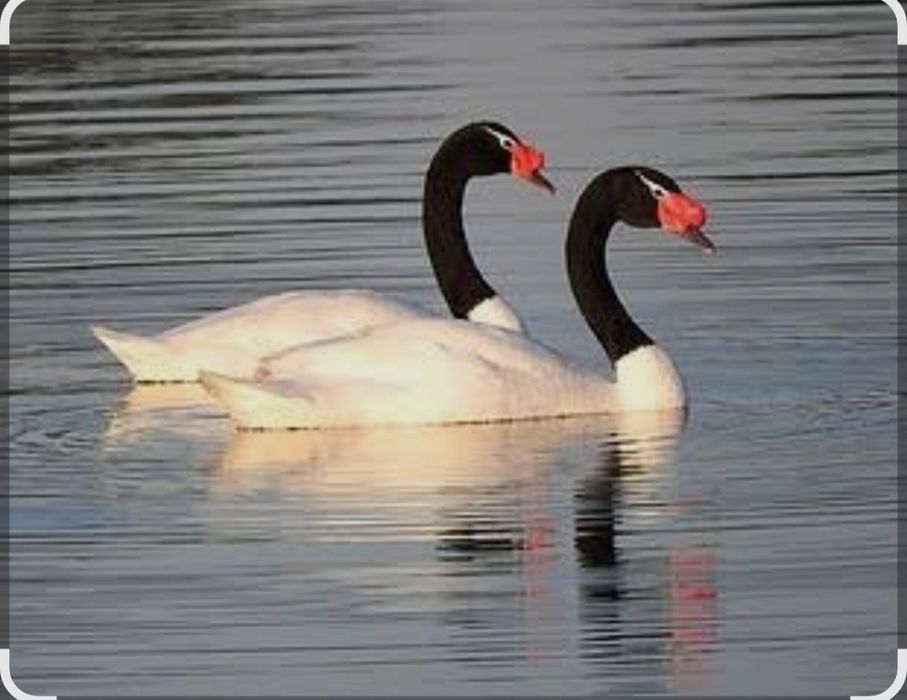Casais de cisne pescoço preto