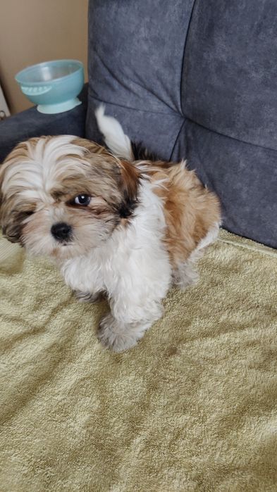 Shih tzu Piesek  Gotowy do Odbioru