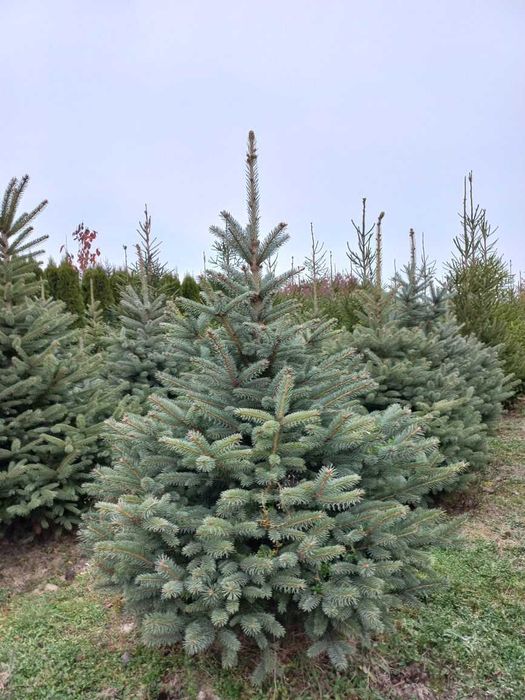 Sprzedam choinki świerk pospolity i srebrny Turowola