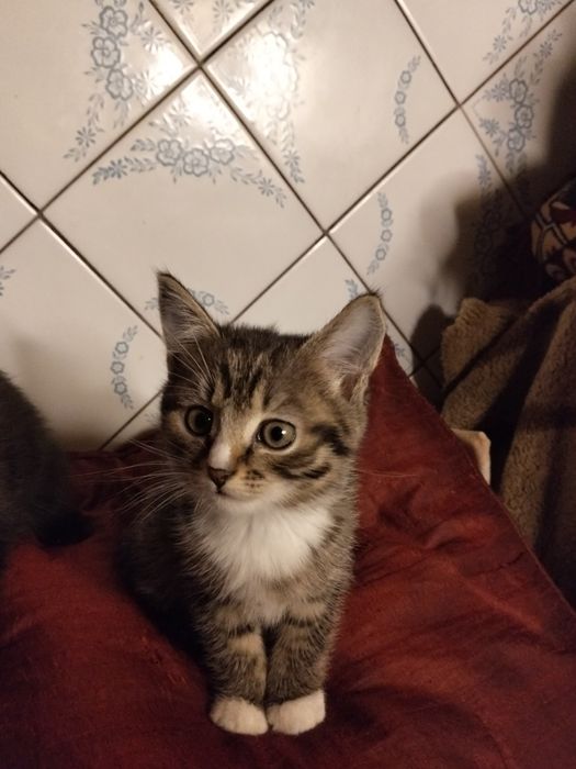 Віддам безкоштовно кошенят