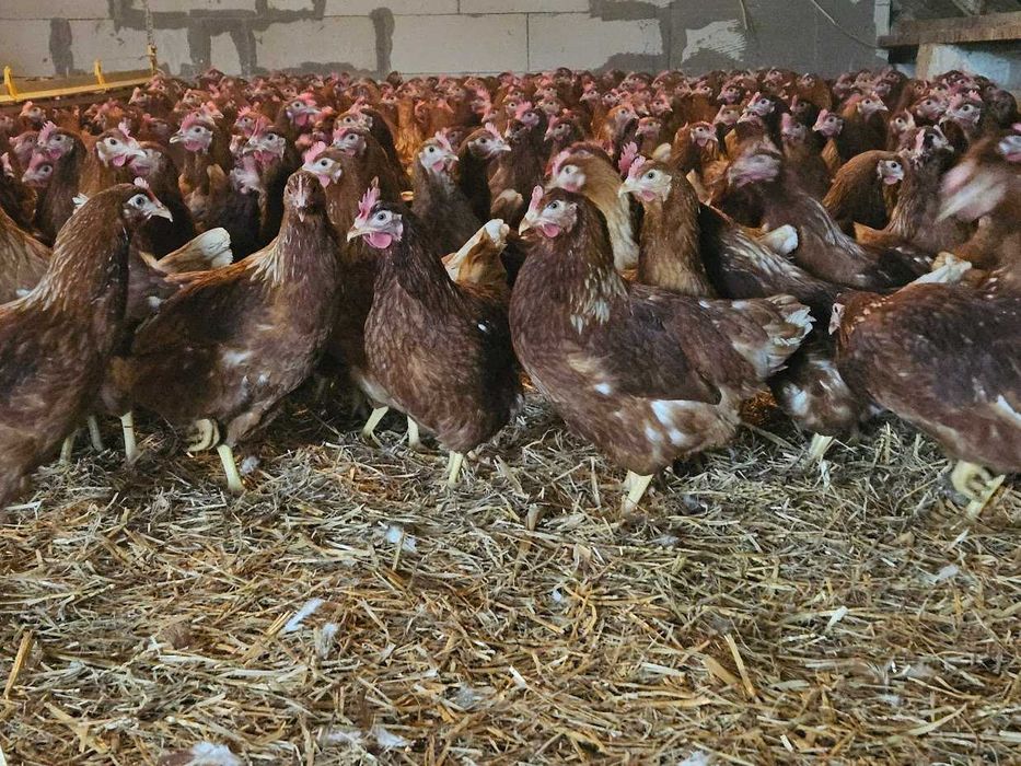 Kurki kokoszki nioski odchowane Tetra brązowa mozliwy dowóz