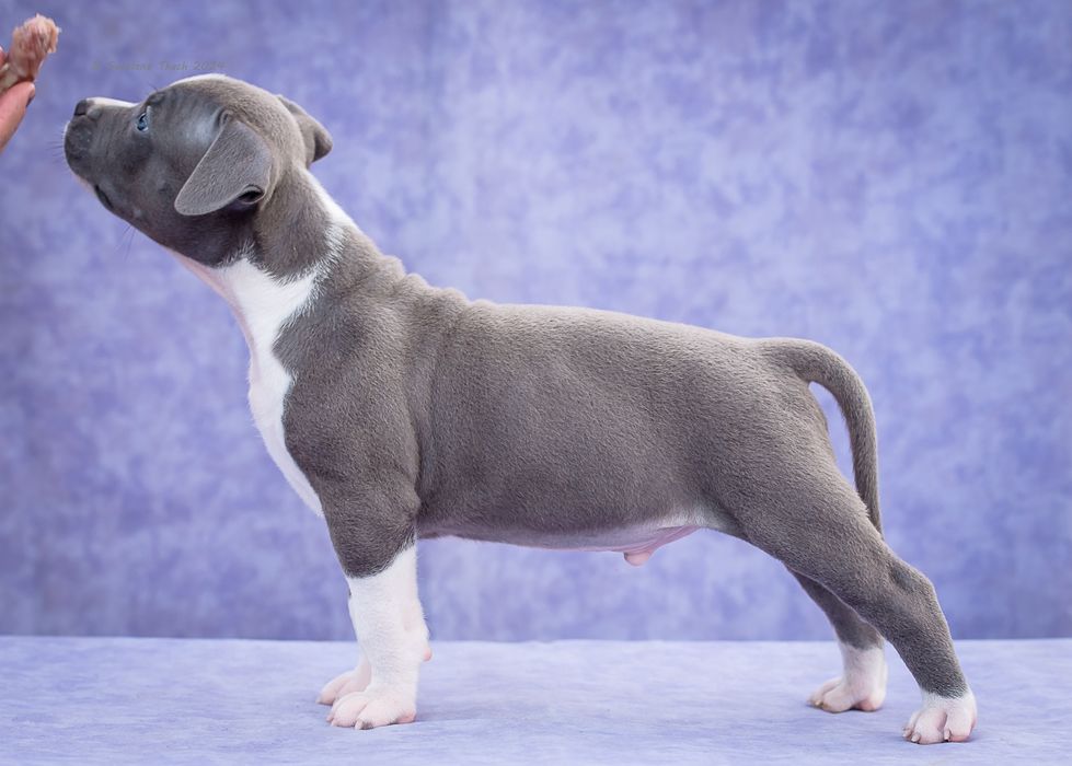 Блакитний хлопчикя-Могутній Воїн.Розплідник КСУ