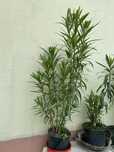 Oleander wysoki rozowy kwiat roslina doniczkowa doniczka donica