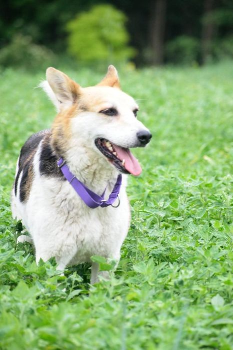 Jackson poleca się do adopcji