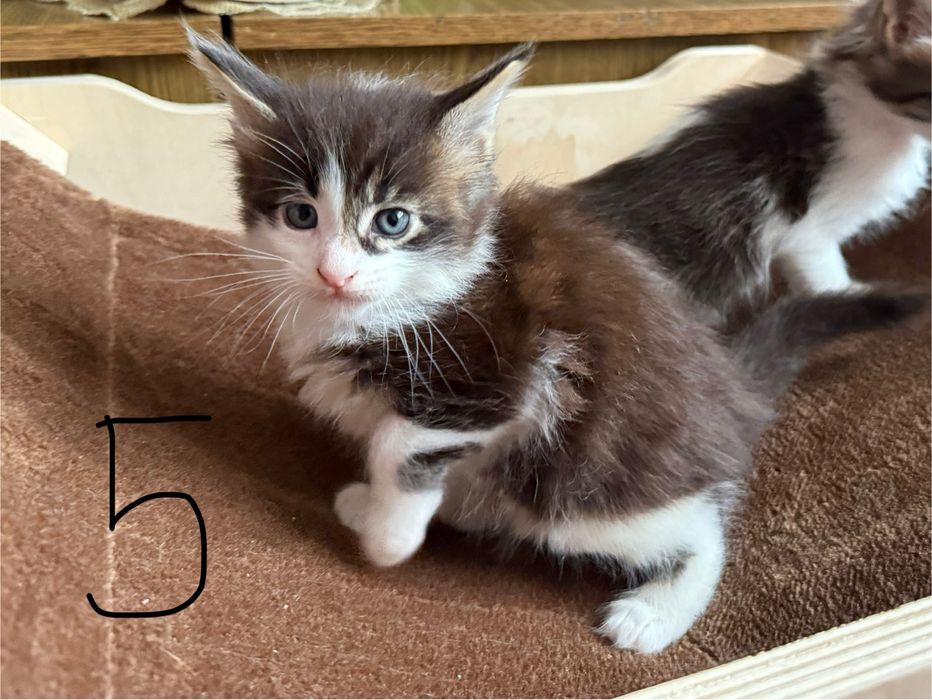 Świąteczny miot Maine Coon – gotowy do odbioru na Boże Narodzenie!