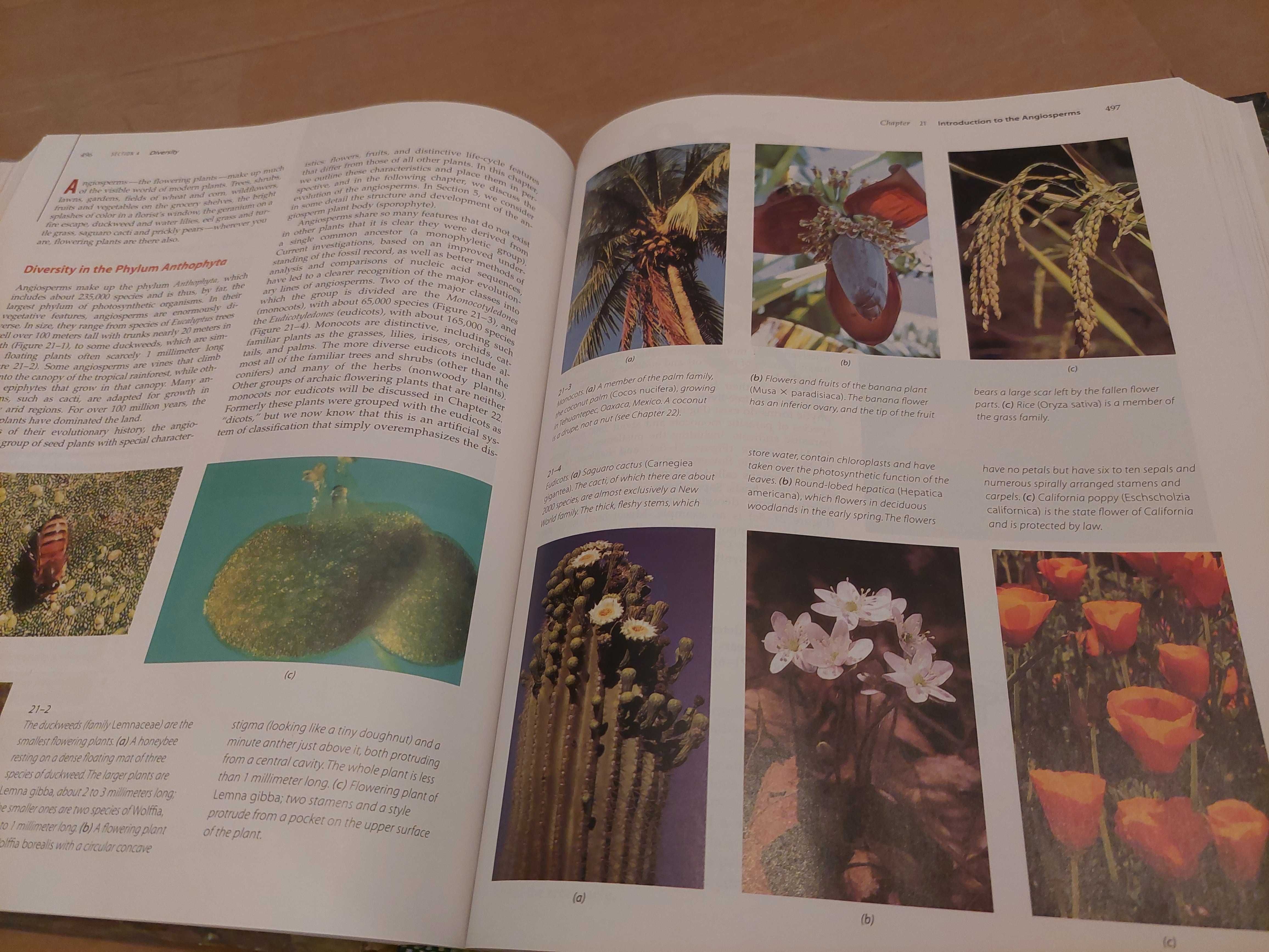 Livro “Biology of Plants” 6ª Edição - Impecável