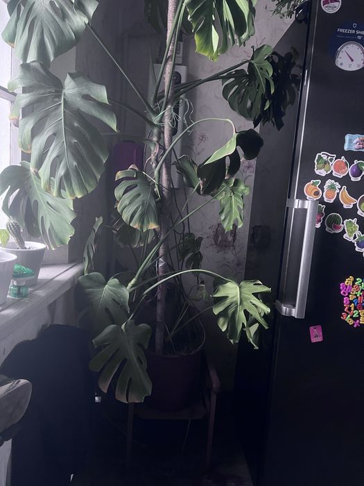 Продам Монстеру взрослую