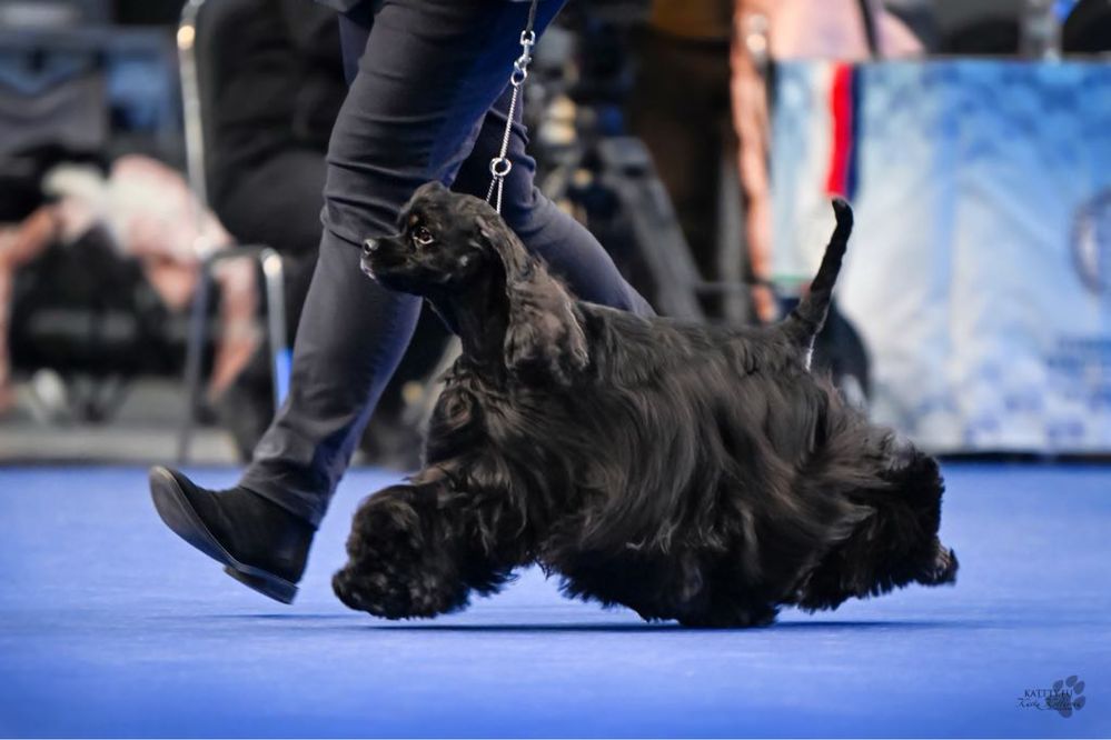 Gotowe do odbioru szczeniaki cocker spaniel Imperialsetter FCI ZKWP