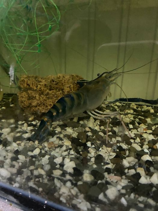 Креветка Розенберга