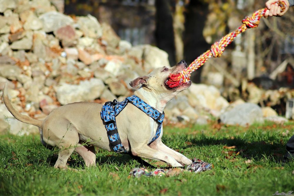 Piękna Pitbullka Renesme czeka na dom