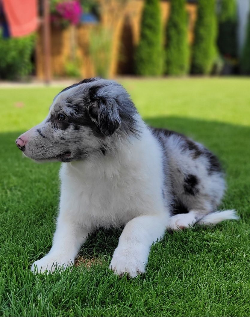 Border Collie Blue-Merle Śliczny Piesek