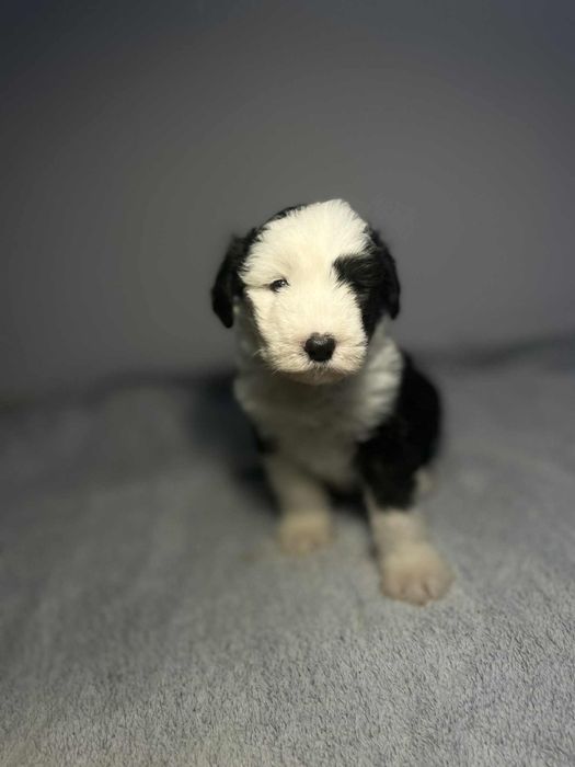 Owczarek staroangielski- Bobtail