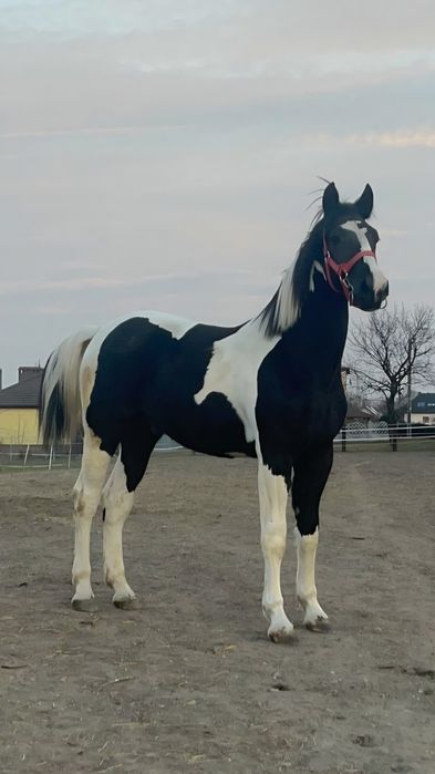 Koń wałach srokaty