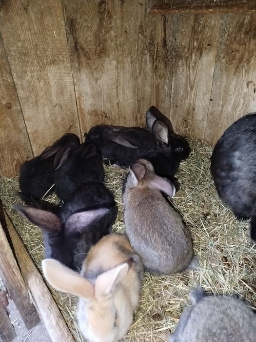 Króliki Olbrzym Belgijski