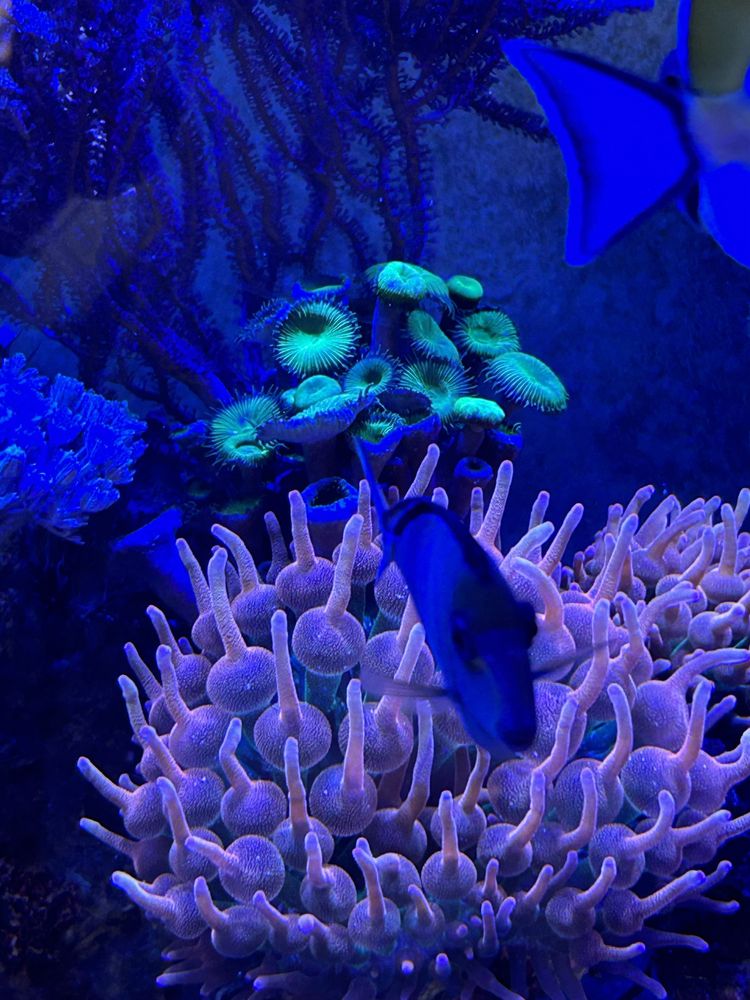 Vendo varias anemonas