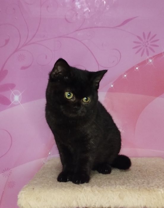 Шотландська ШОКОЛАДНА чистокровна принцеса  з ВАКЦИНАЦІЄЮ