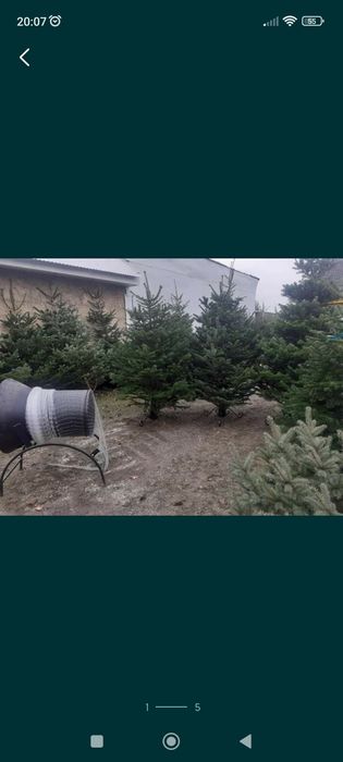 Choinki cięte i w doniczkach Jodła kaukaska świerk srebrny