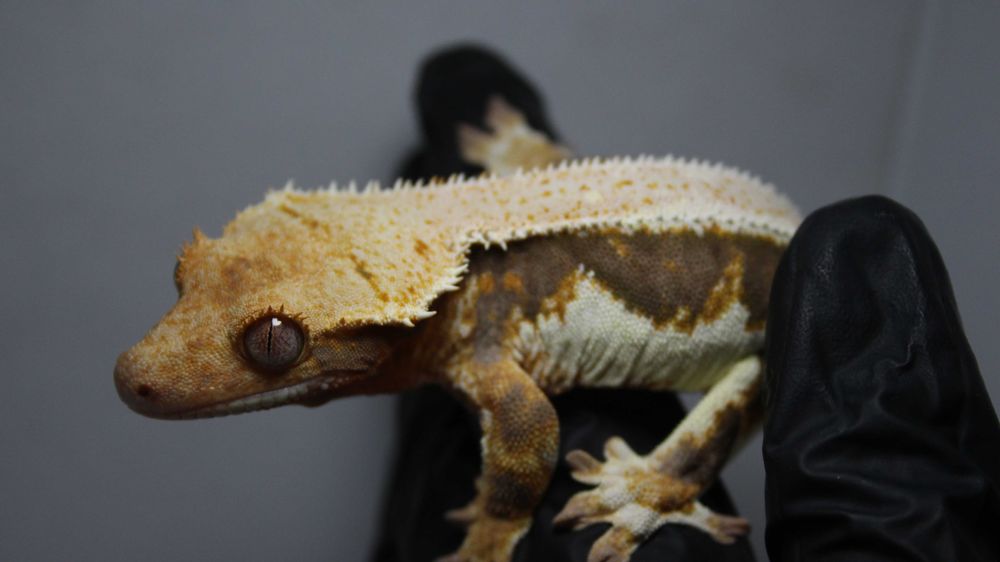 Gekon orzęsiony SAMICA lily white